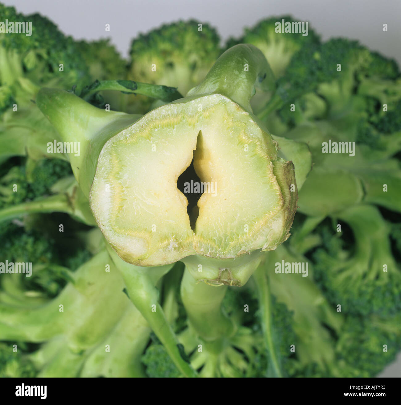 Hollow stem symptom in broccoli stem caused by boron deficiency Stock