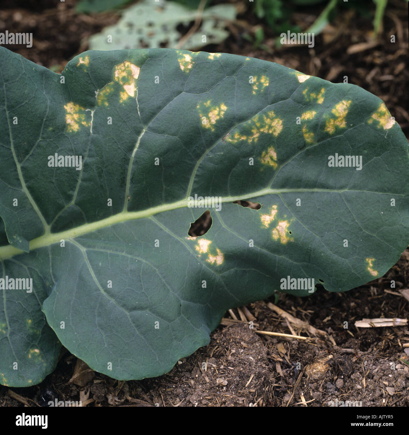 Downy mildew Peronospora parasitica necrotic lesions on a broccoli leaf Stock Photo
