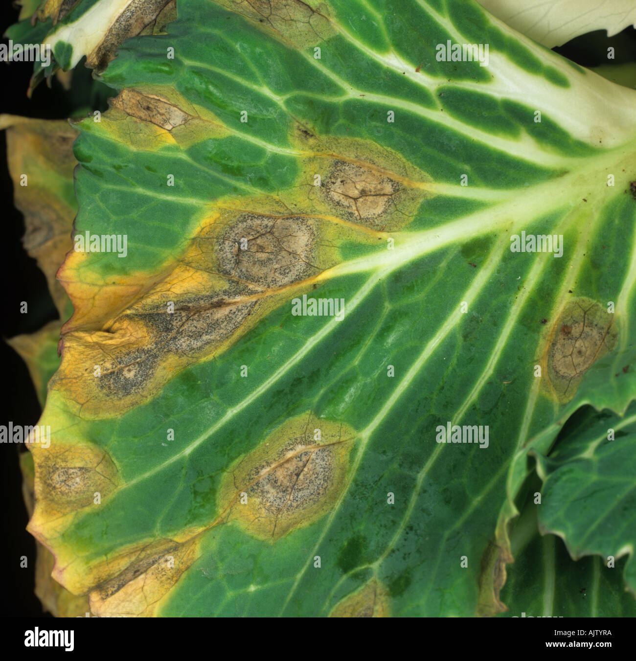 Ring spot Mycosphaerella brassicicola lesions on ornamental cabbage leaf Stock Photo
