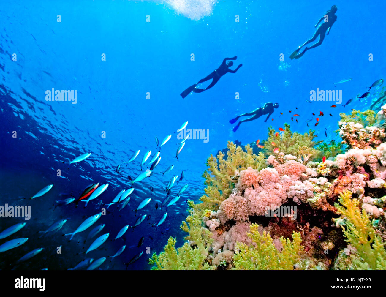 Surface swimmers and Lunar Fusiliers pass over a reef of soft broccoli coral near Sharm El Sheikh in the Egyptian Red Sea. Stock Photo