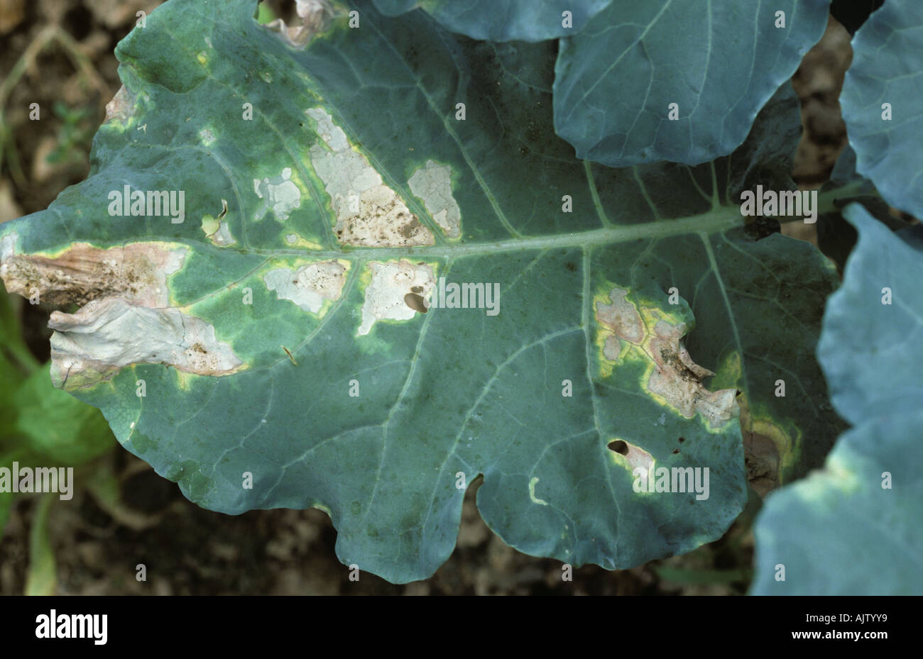 Альтернариоз томатов. Альтернариоз огурцов чем лечить. Альтернариоз огурцов чем лечить. Фитофтороз, альтернариоз. Альтернариоз огурцов чем лечить.