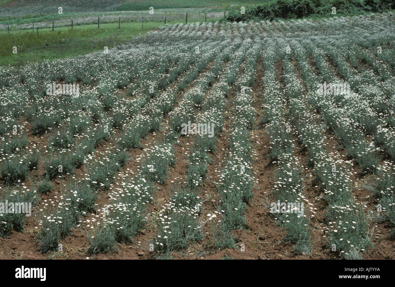 A flowering crop of pyrethrum used as a natural insecticide Kenya Stock Photo