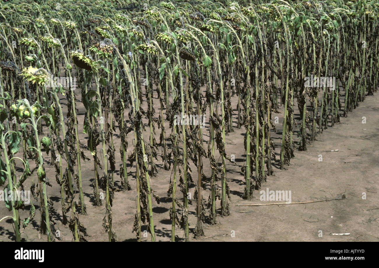 Sunflower crop defoliated and severely affected by leaf blight (Alternaria helianthi) South Africa Stock Photo