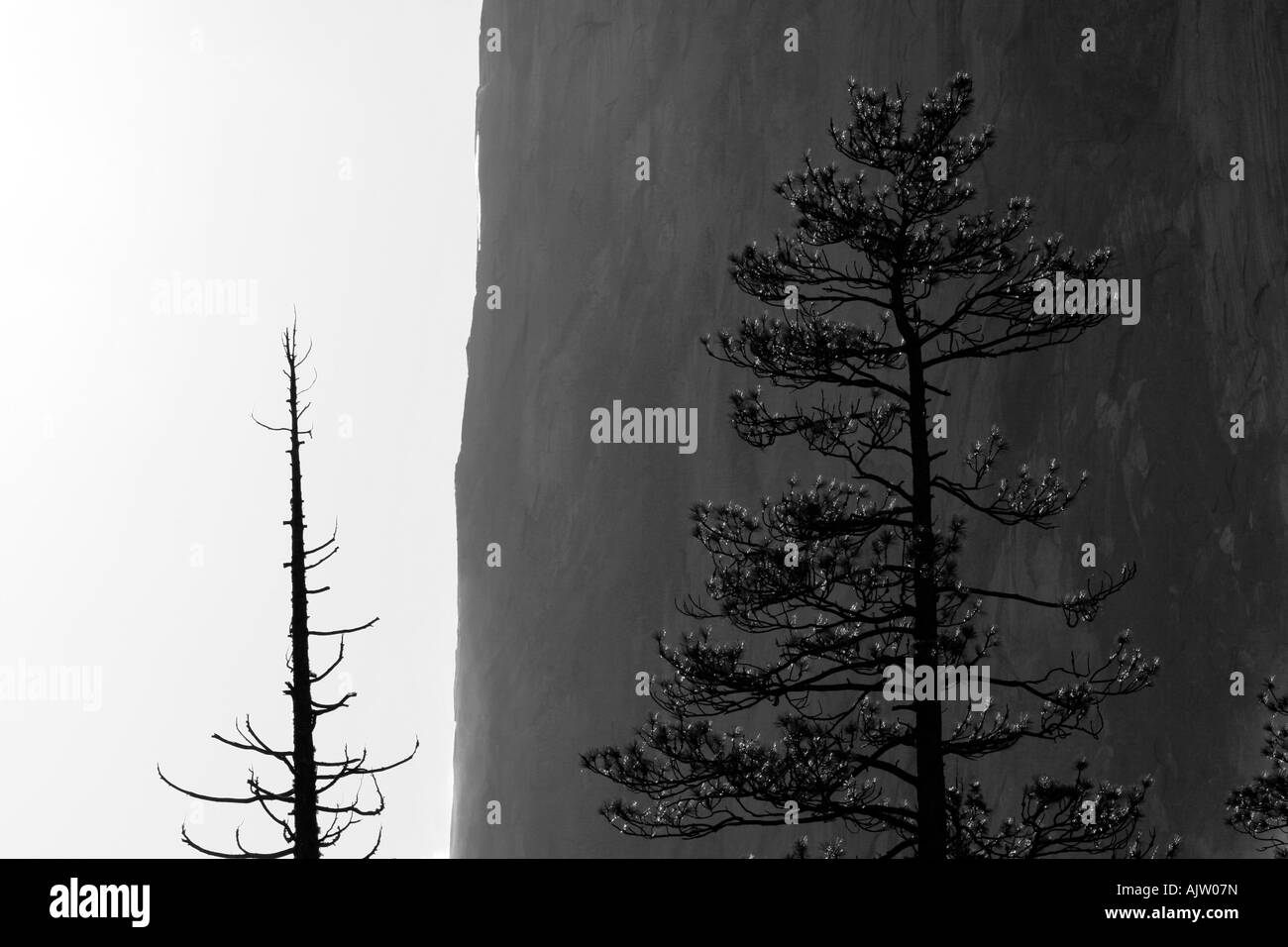 Yosemite Park Black And White Of A Dead Treel And A Live Tree With El