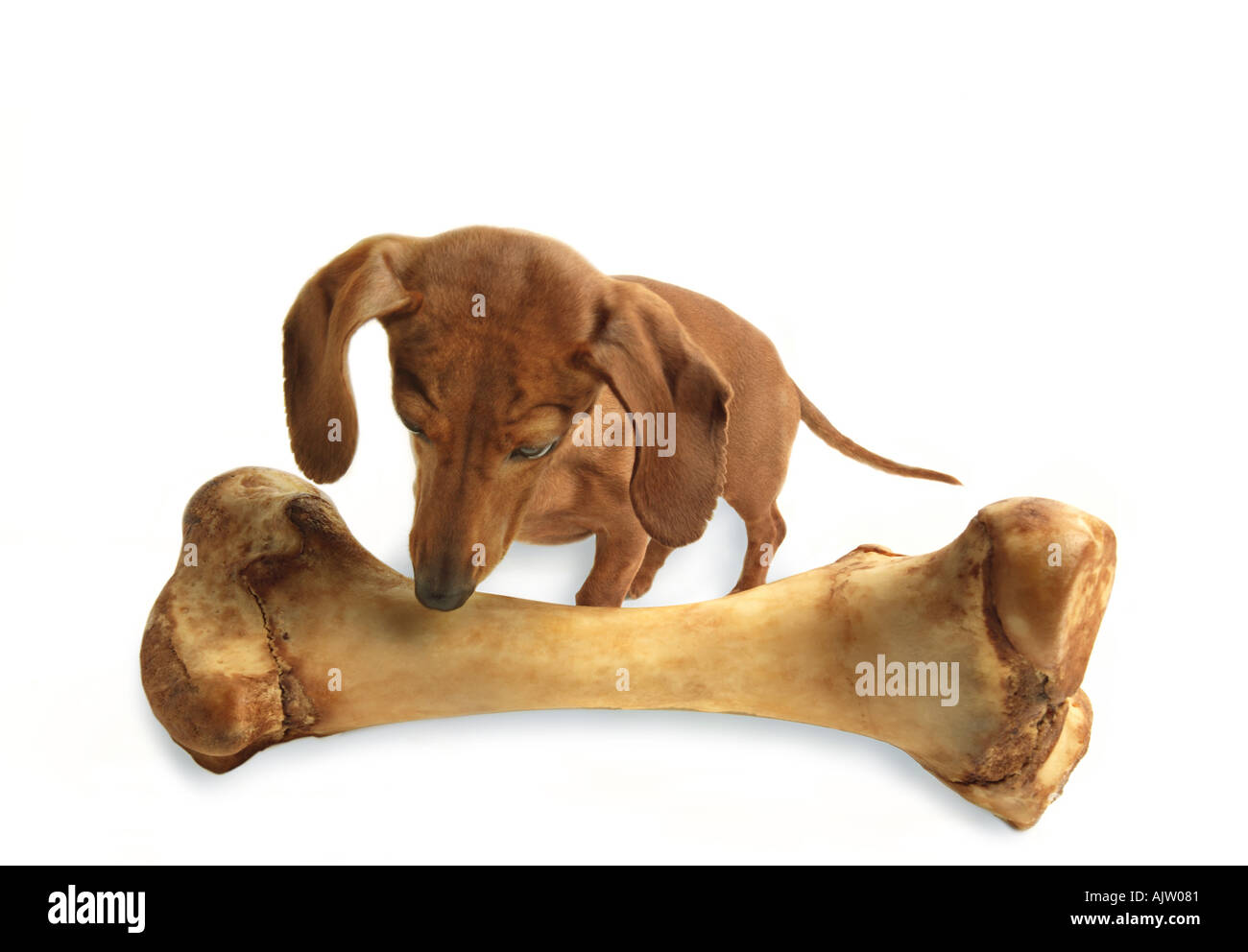 Dog with bone Stock Photo Alamy