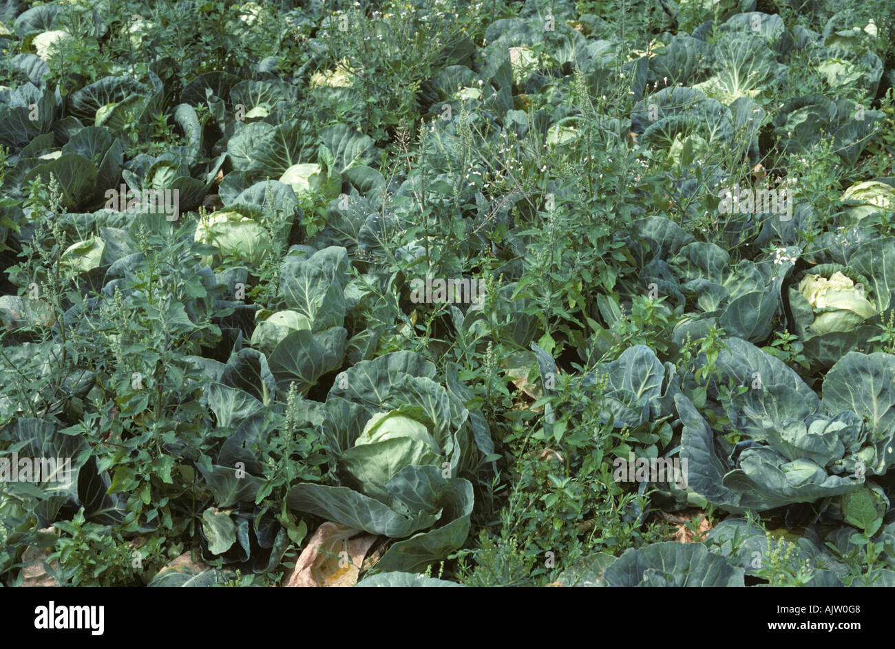 Various weeds in a commercial cabbage crop Germany Stock Photo