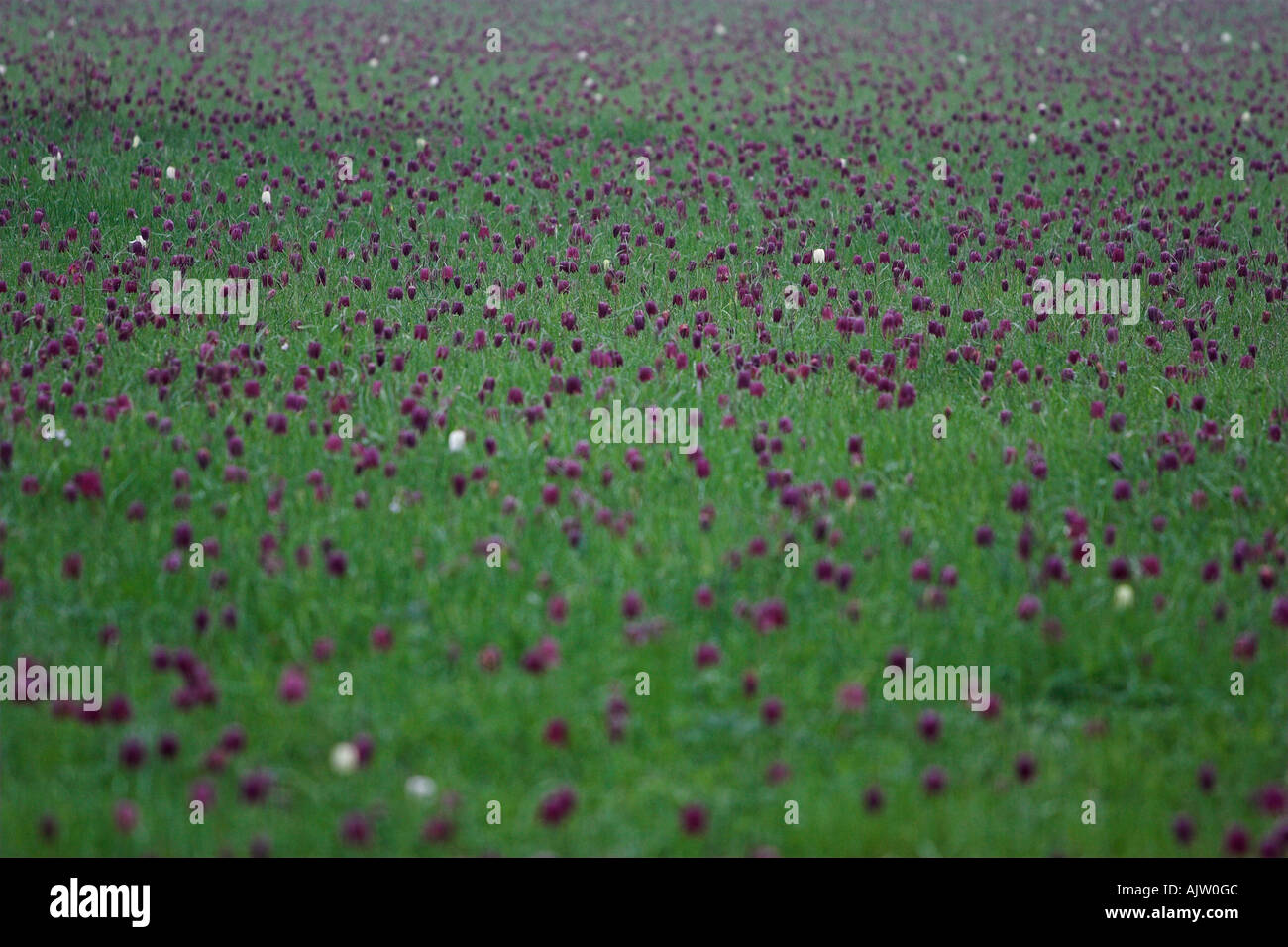 'Snakes Head' Fritillaries, 'Magdalen College', Oxford, England, UK, colourful [flower meadow] of purple and white wild flowers Stock Photo