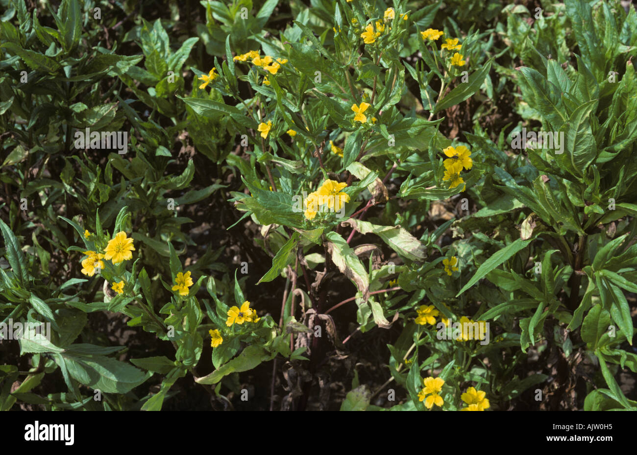 A flowering crop of niger Guizotia abyssinica used as a vegetable oil particularly in Ethiopia Stock Photo