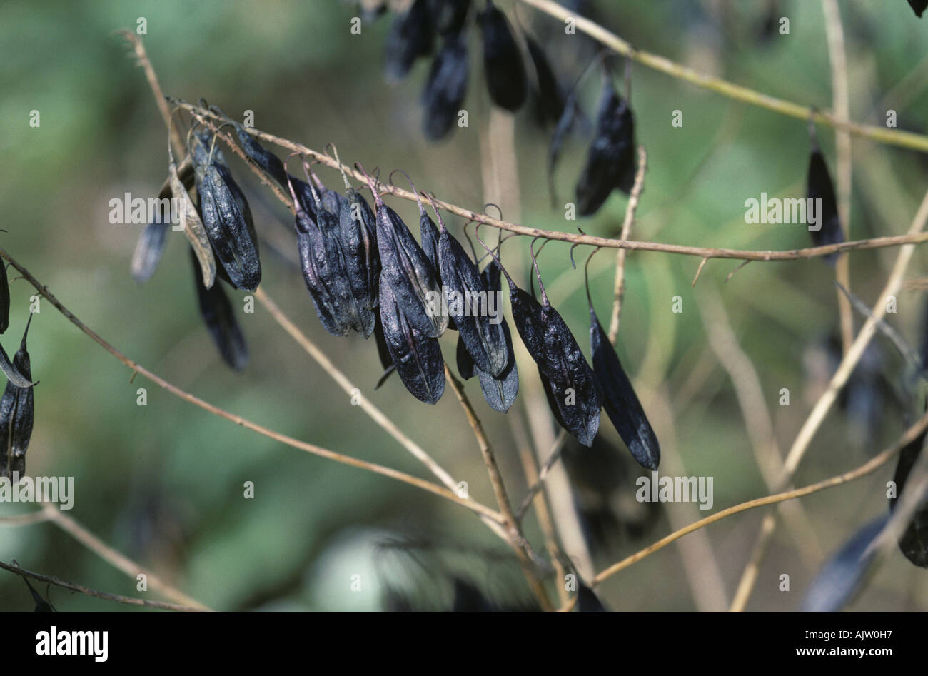Ripe dark seedpods on woad Isatis tinctoria dye plant Stock Photo
