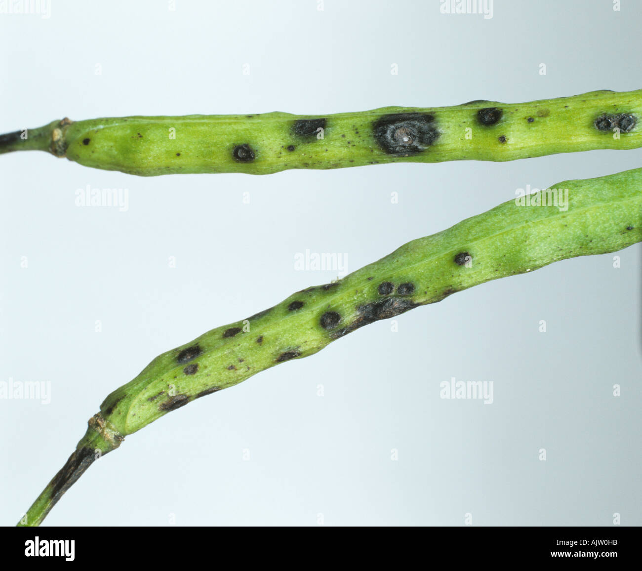 Leaf pod spot Alternaria brassicae lesions on oilseed rape seedpods Stock Photo
