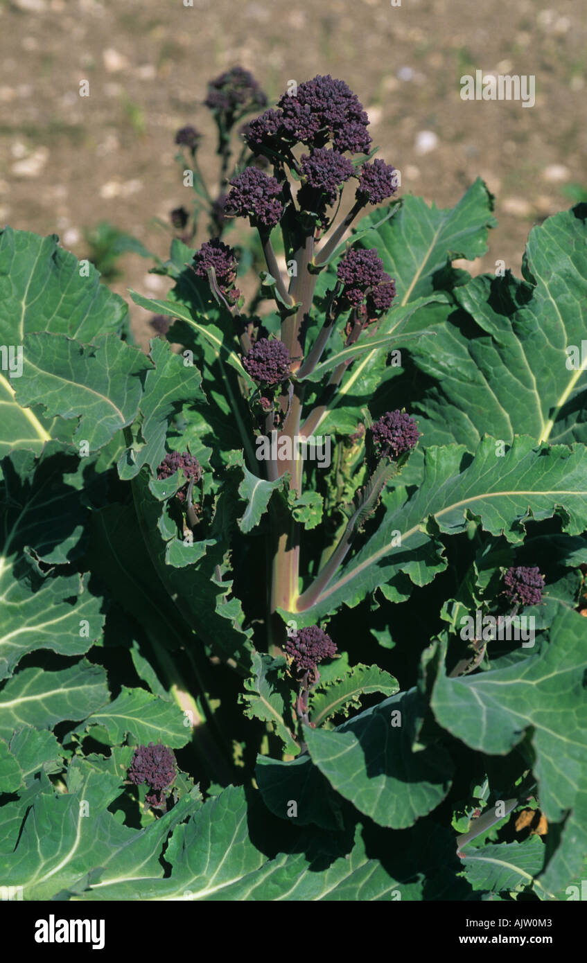 Purple sprouting broccoli mature broccoli spears at harvest time crop