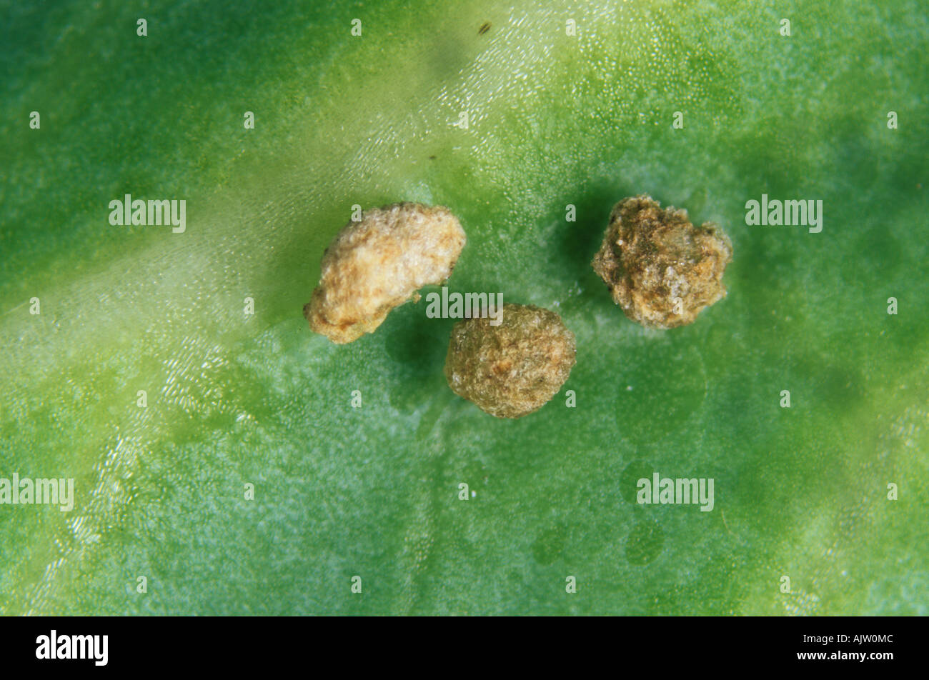 Three small wart like oedemas on a cabbage leaf surface Stock Photo