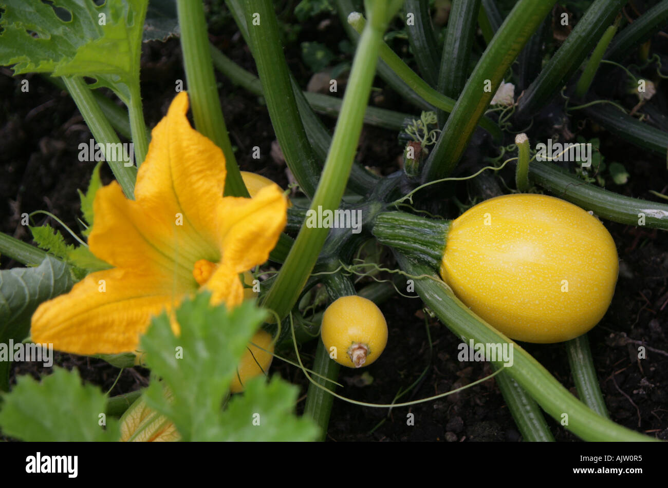 Courgette Floridor Growing In Klaus Laitenberger S Organic