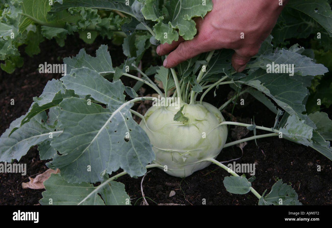 Kohl Rabi Lanro growing in Klaus Laitenberger s organic vegetable garden in County Leitrim Ireland Stock Photo