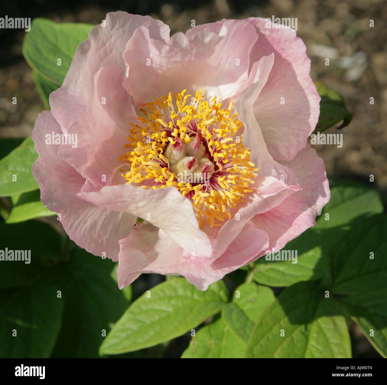 Paeony Glasnevin herbaceous perennial deveoped at National Botantic Gardens Glasnevin Ireland Stock Photo