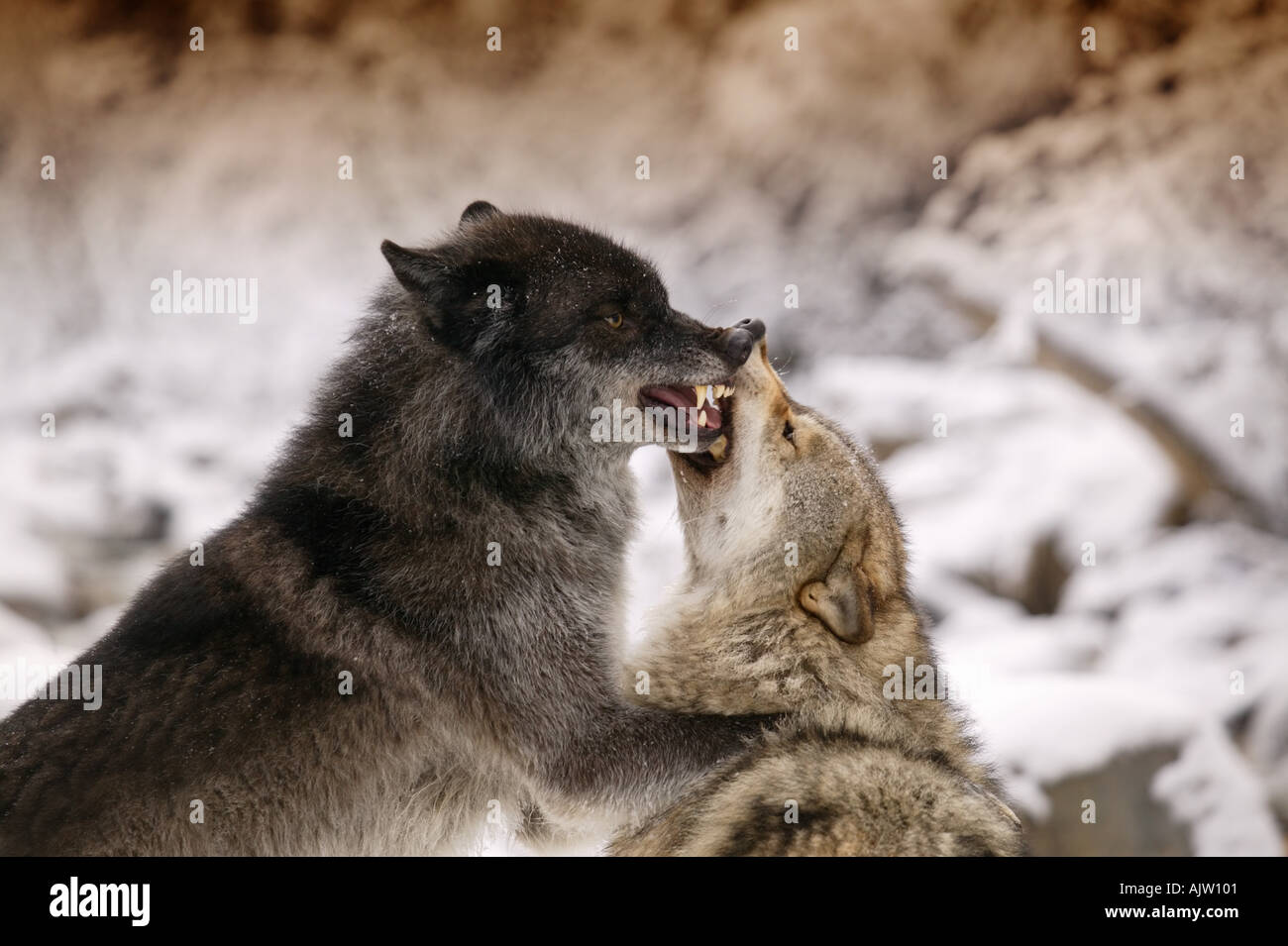 Gray Wolf Bite High Resolution Stock Photography and Images - Alamy