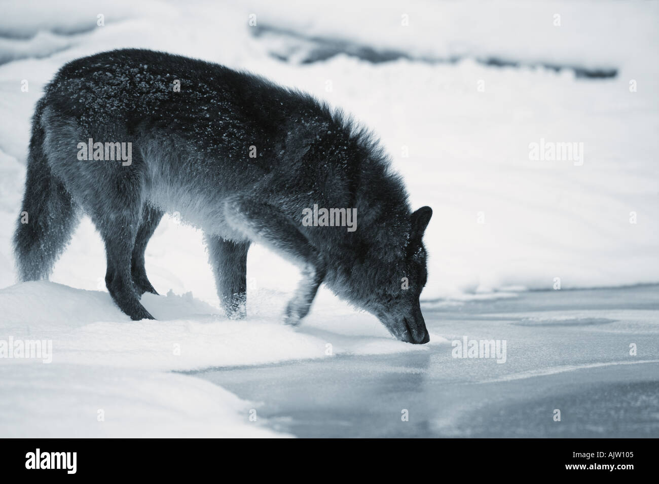 Animal drinking from river hi-res stock photography and images - Alamy