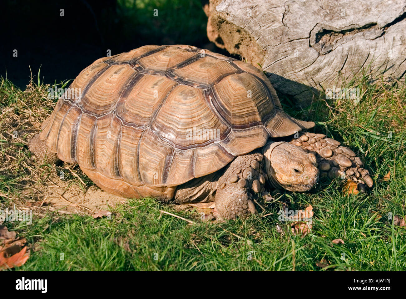 African Spur-Thighed Tortoise (geochelone sulcata Stock Photo - Alamy