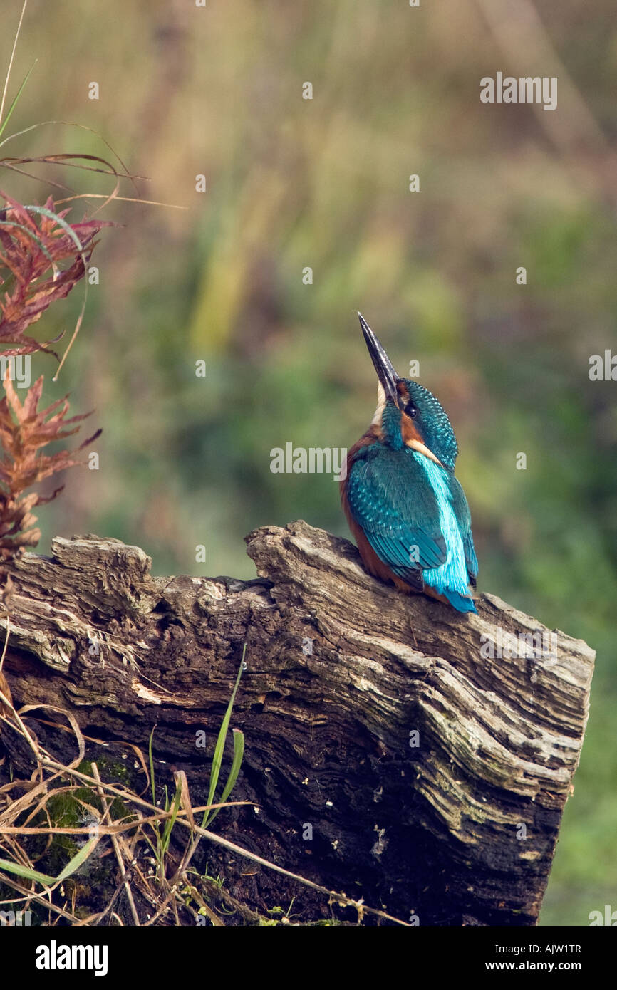 Kingfisher alcedo atthis on log looking up at sky Potton Bedfordshire Stock Photo