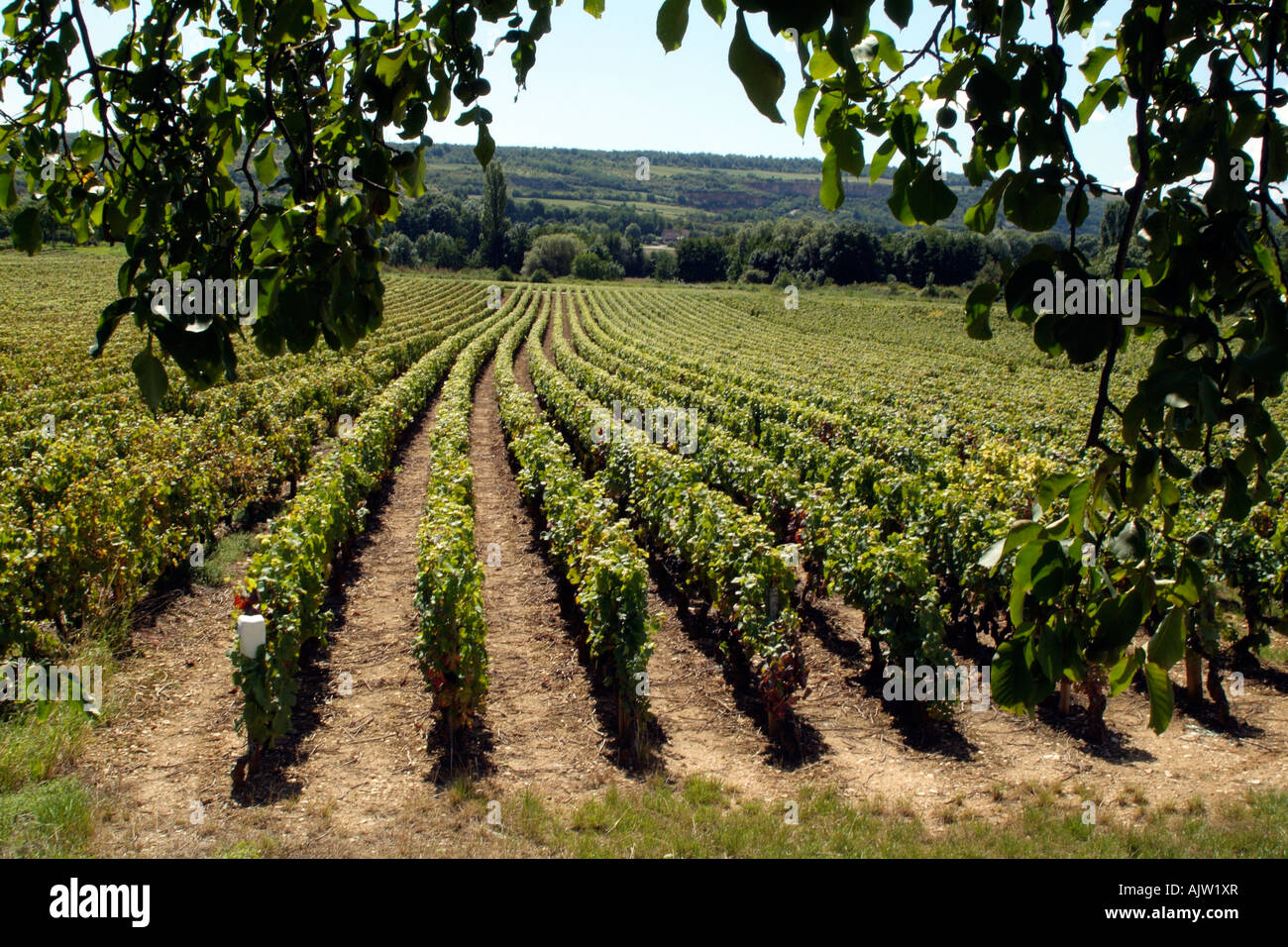 Cote de beaune area hi-res stock photography and images - Alamy