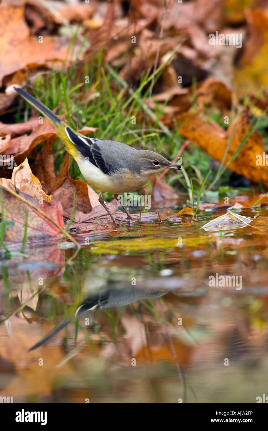 Grey wagtail motacilla cinerea at waters edge feeding with reflection in water Potton Bedfordshire Stock Photo
