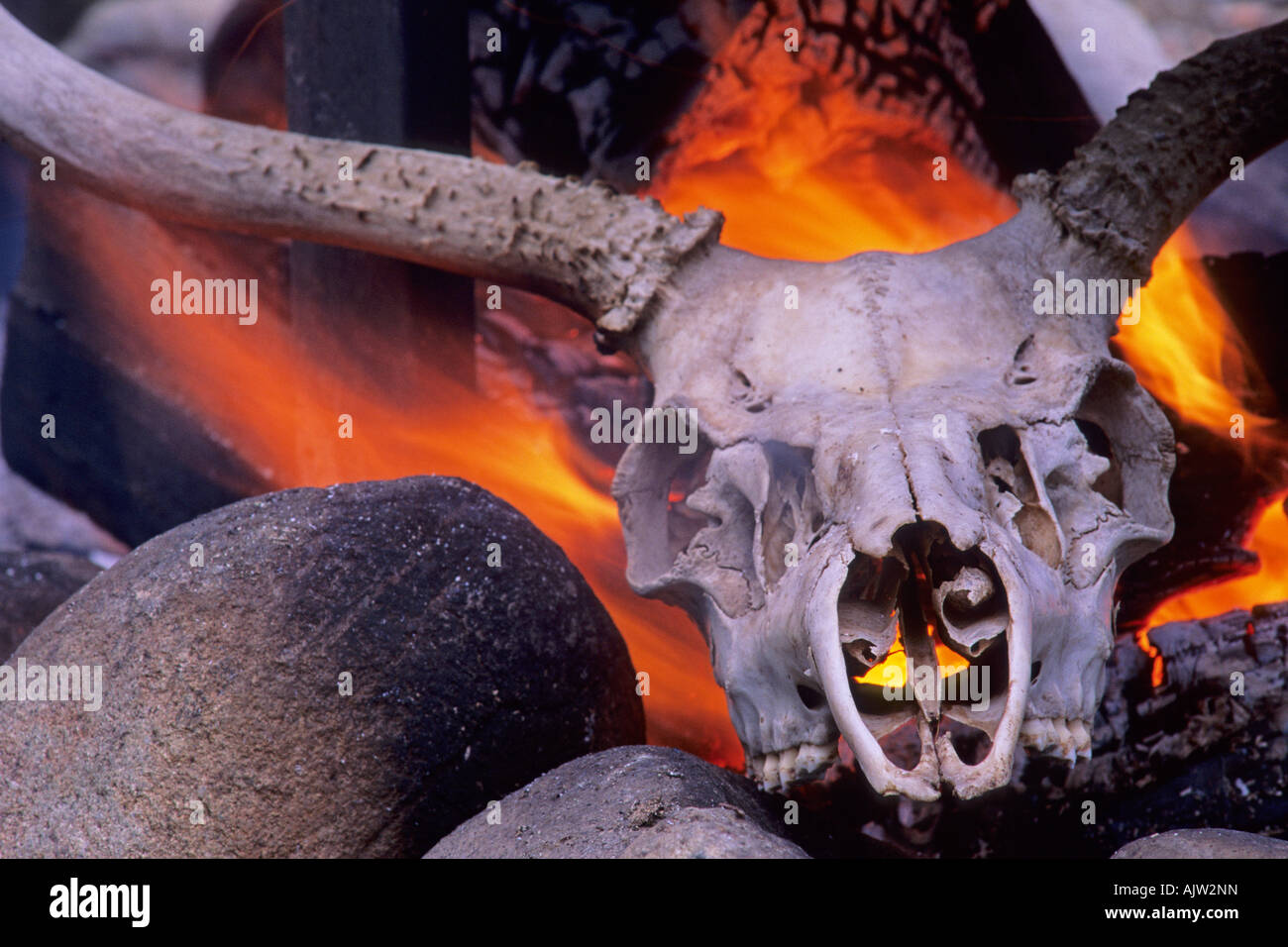 Deer skull in fire Stock Photo