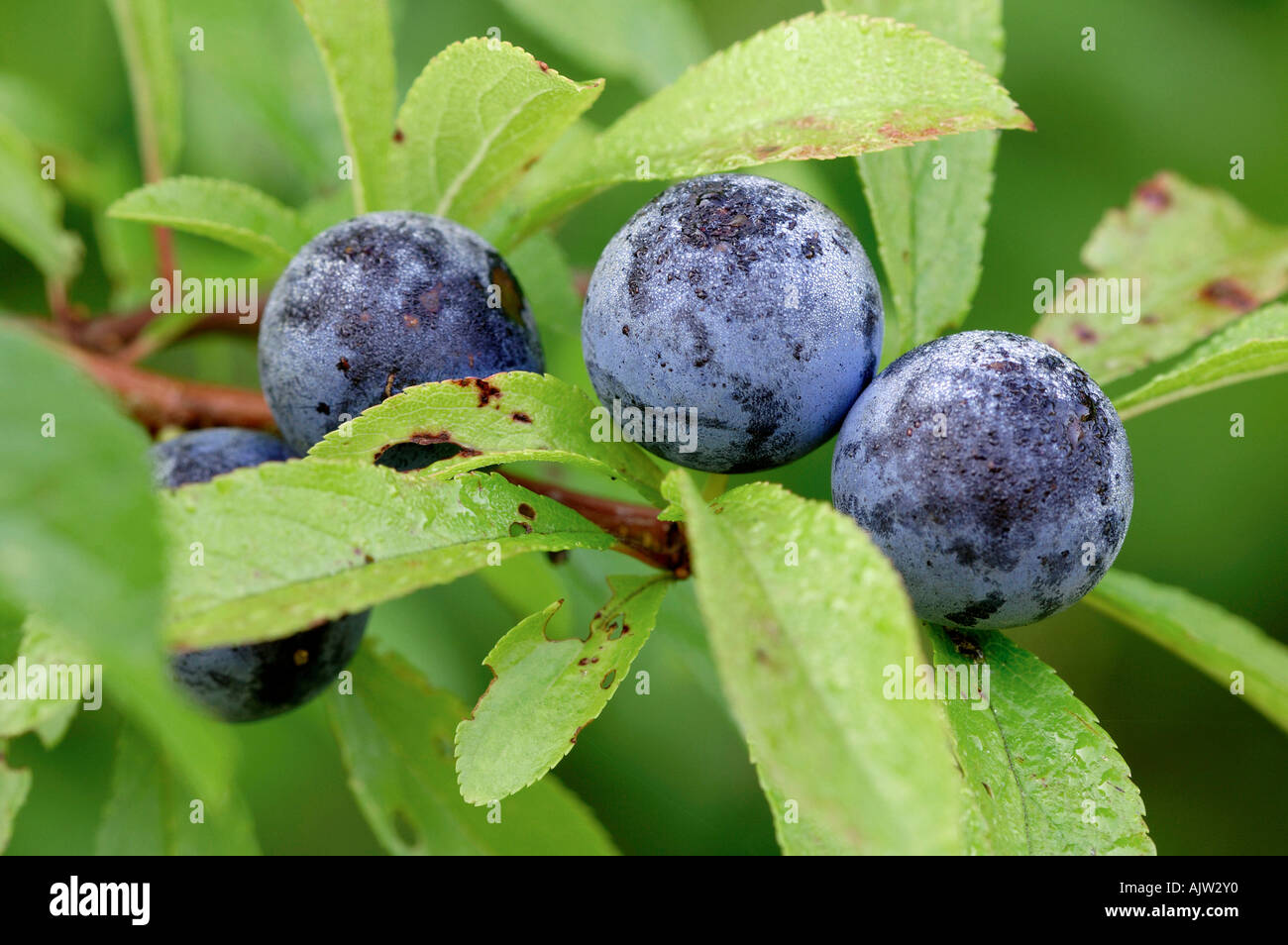 Rosaceae blackthorn hi-res stock photography and images - Alamy