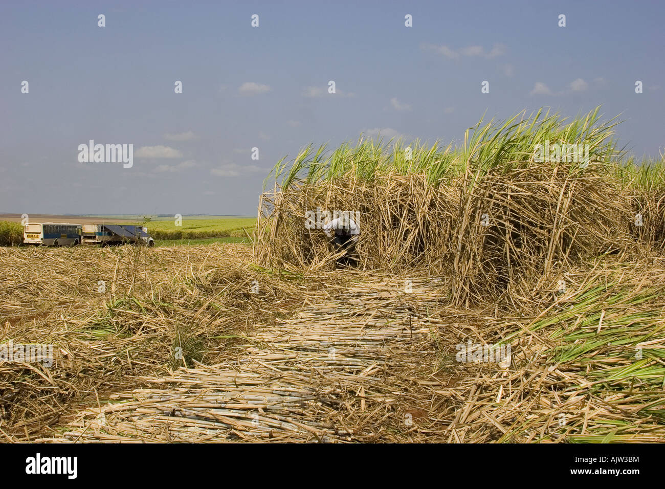 Man cutting sugar cane to produce methanol in Sao Paulo state - Brazil Stock Photo