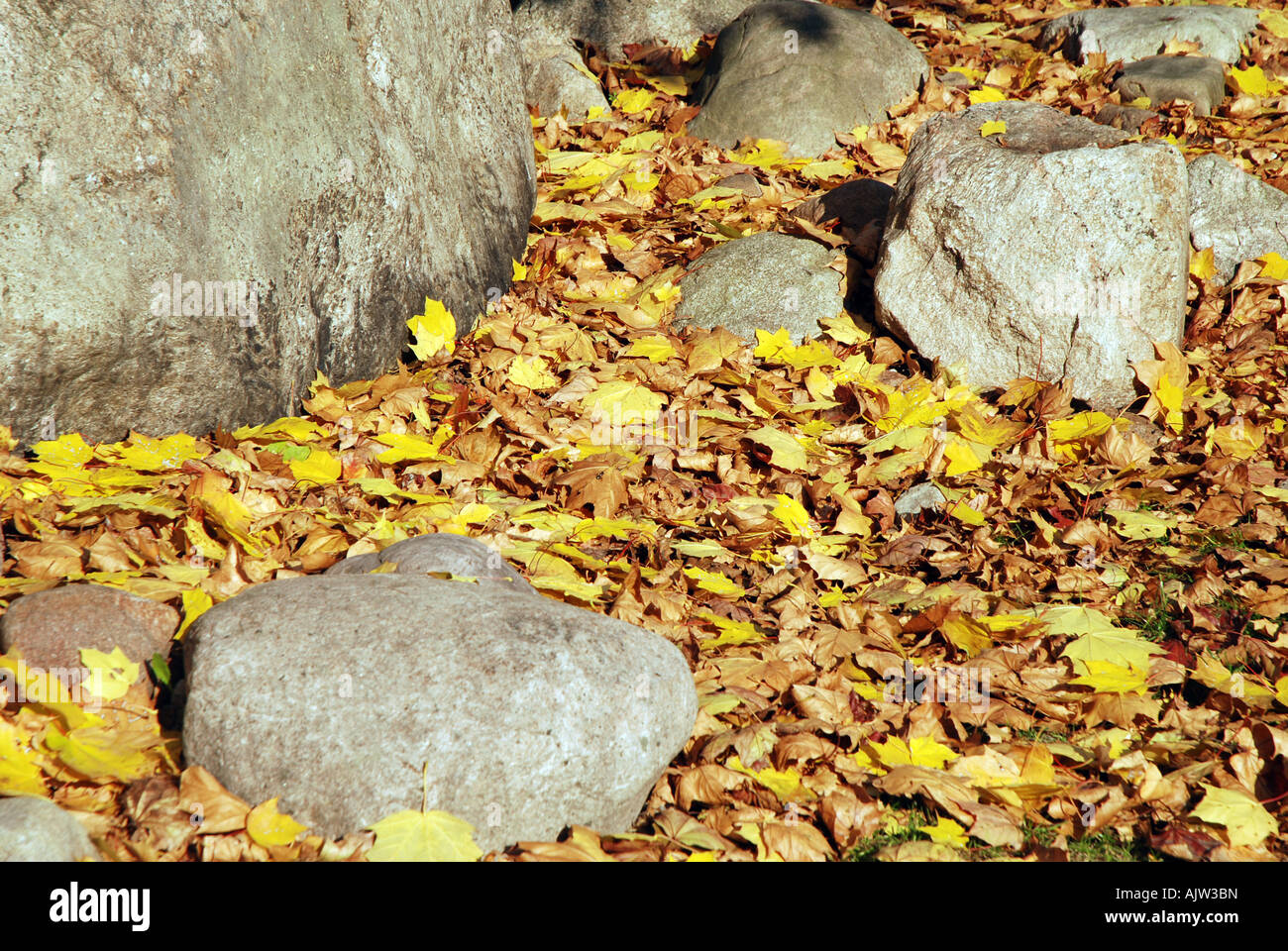 Yellow leaves on the ground Stock Photo - Alamy