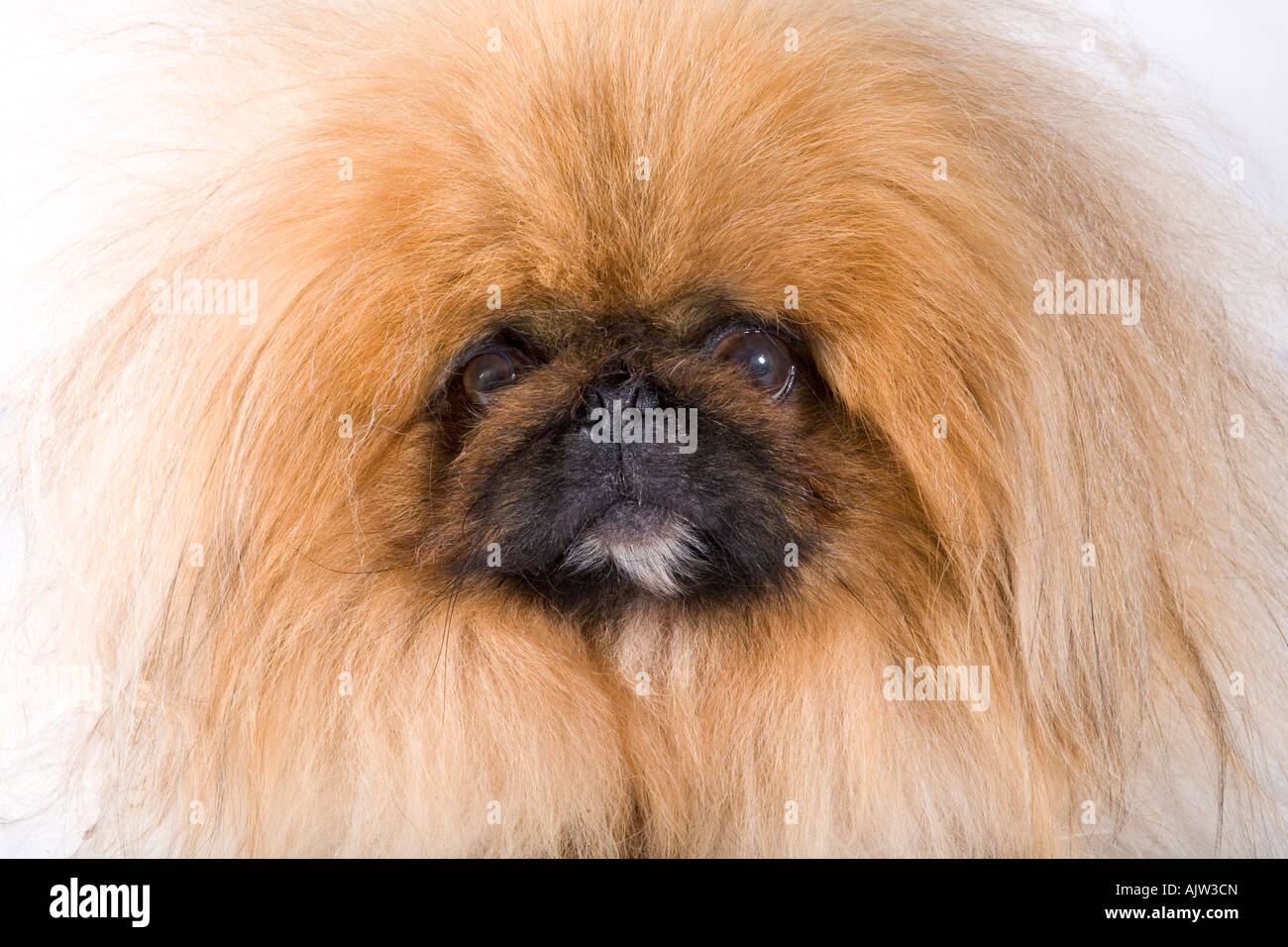 Pekingese dog having a bad hair day Stock Photo Alamy