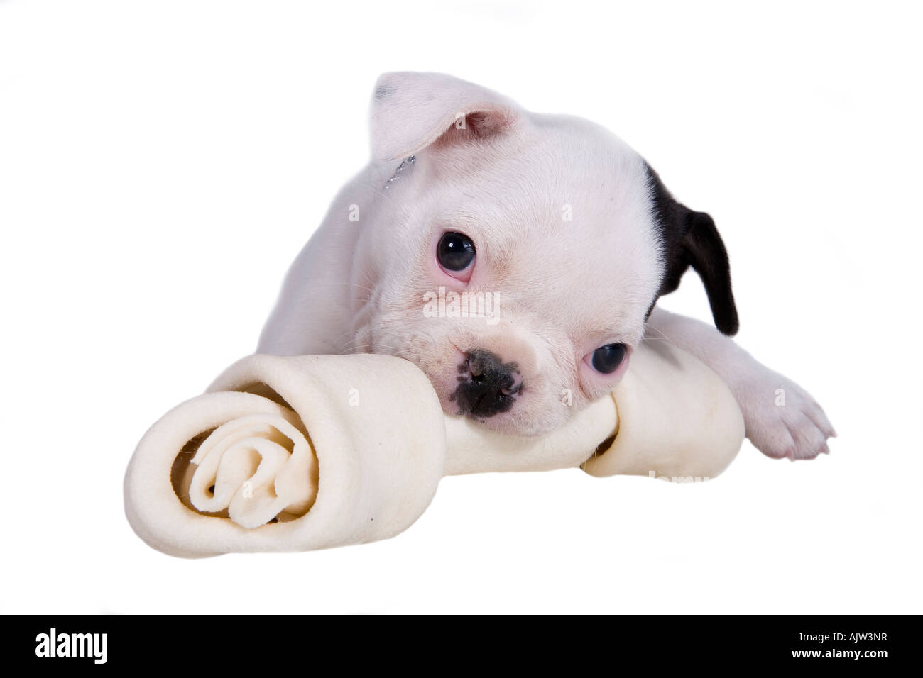 French bulldog puppy chewing on large rawhide bone isolated on white