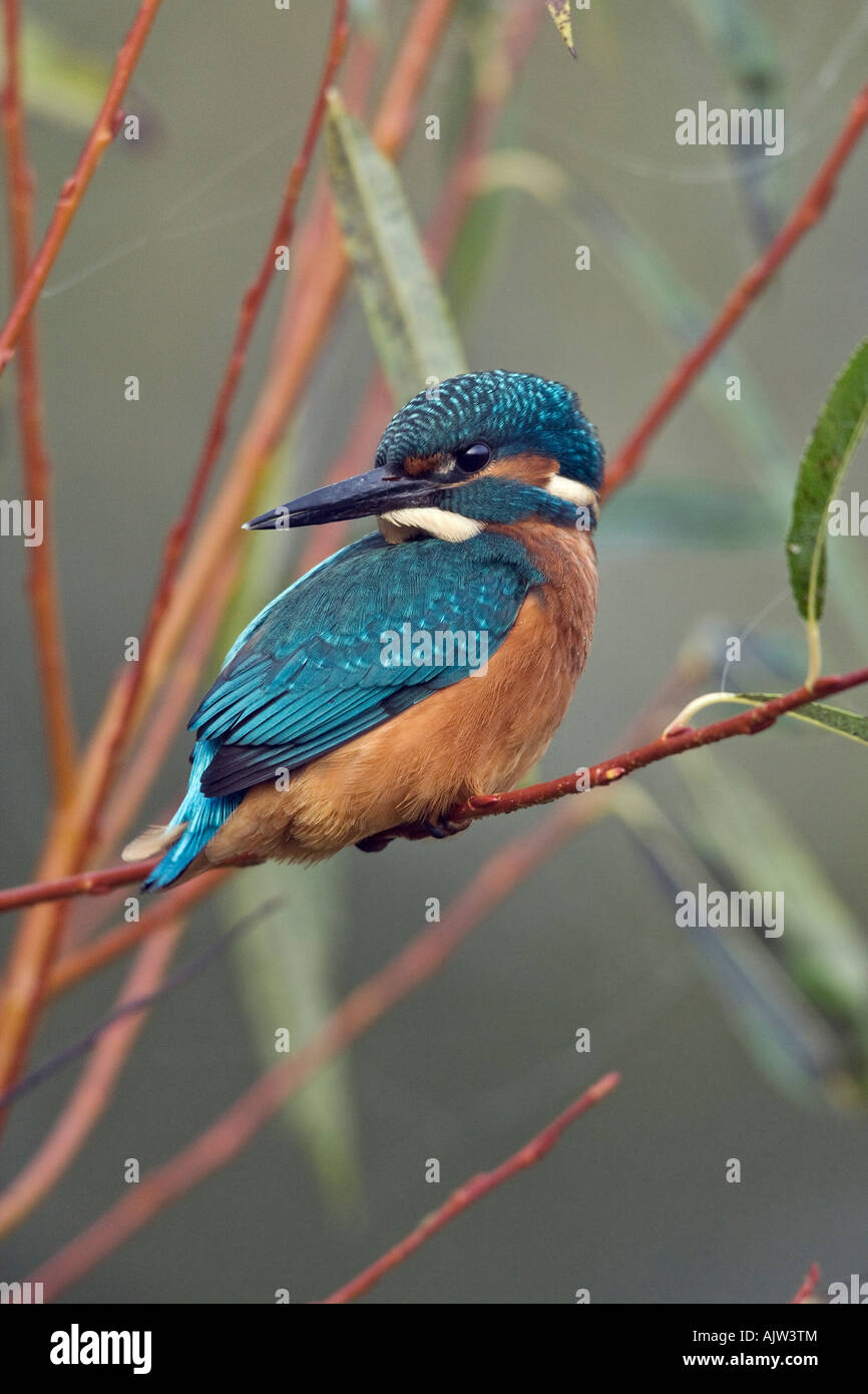 Kingfisher alcedo atthis perched in willow looking alert Potton ...