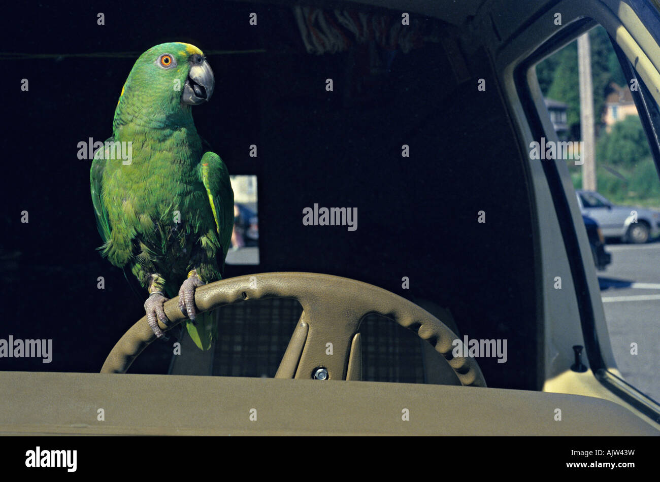 Polly wants a crack at it. Parrot driving car Stock Photo Alamy