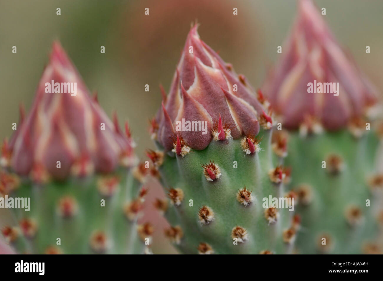 Beavertail cactus (Opuntia basilaris Stock Photo Alamy