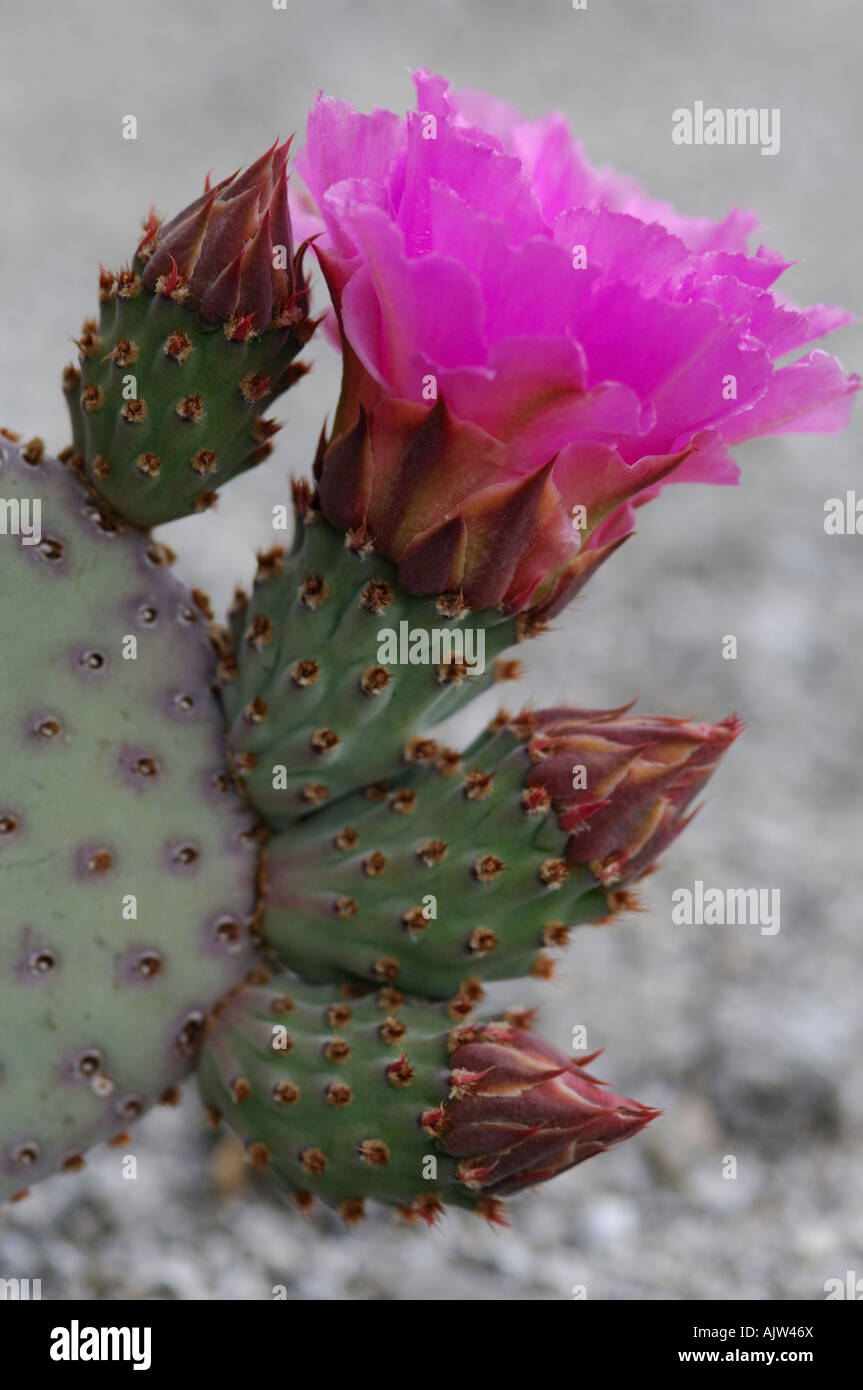 Beavertail cactus (Opuntia basilaris Stock Photo Alamy