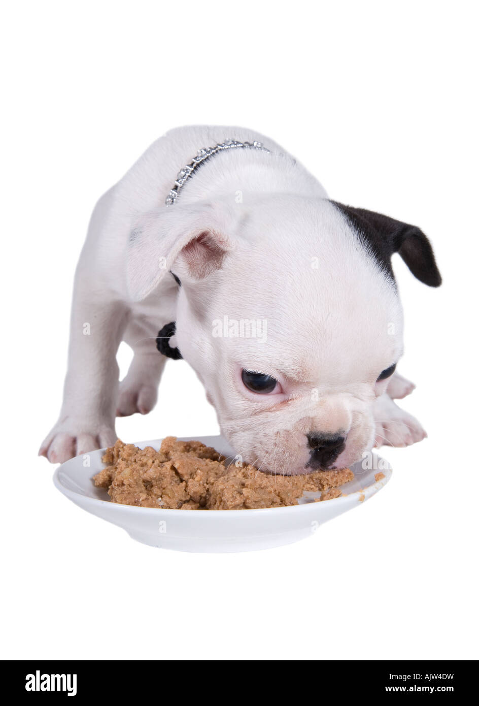 How Much Do You Feed A Bulldog Puppy