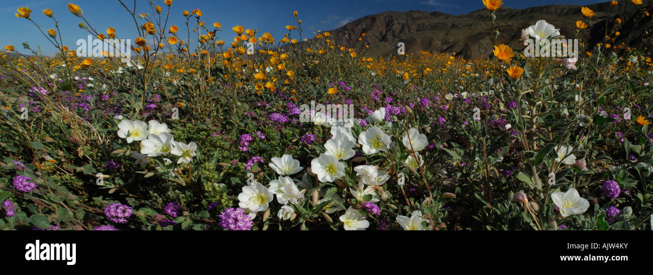 California desert wildflowers hi-res stock photography and images - Alamy