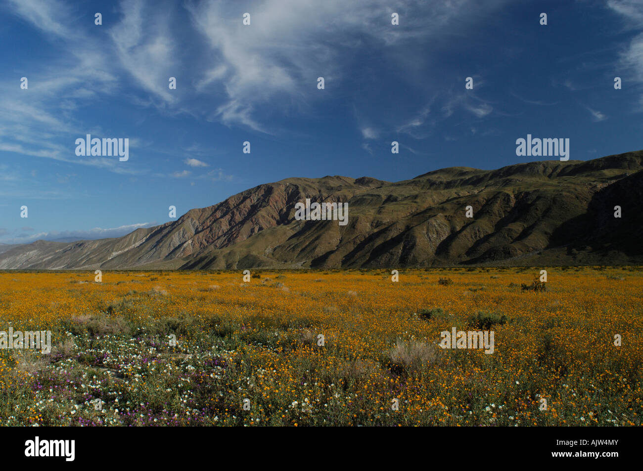 California desert wildflowers hi-res stock photography and images - Alamy