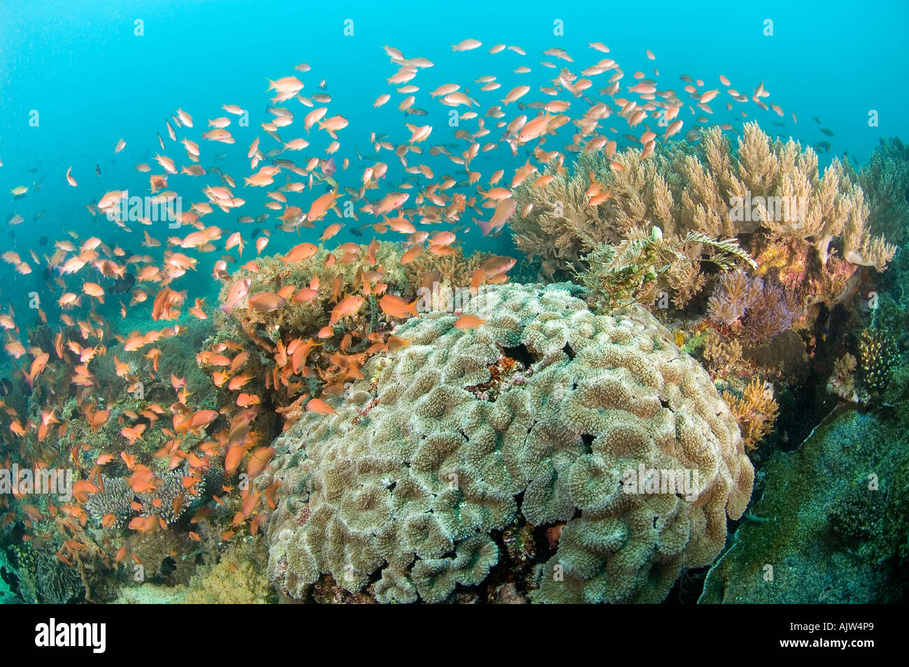 a healthy reef of