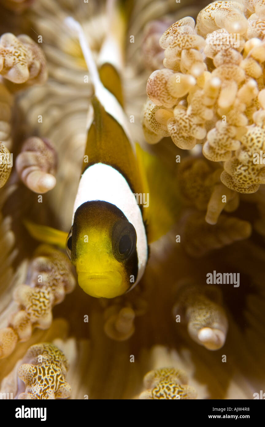 Juvenile Clark s anemonefish Amphiprion clarkii in Heteractis aurora anemone Anilao Batangas Philippines Pacific Ocean Stock Photo