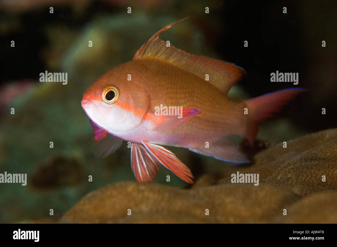 Scalefin Anthias portrait Pseudanthias squamipinnis Anilao Batangas ...