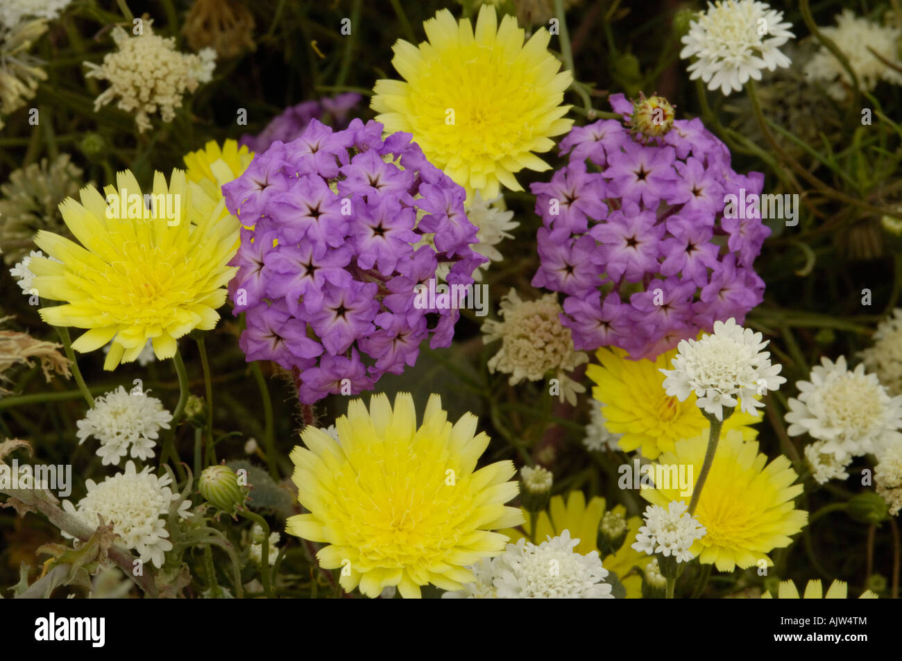 Desert wildflowers, verbena, dandelion Stock Photo