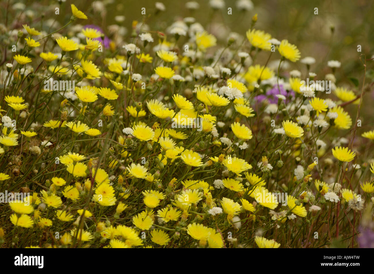 Desert dandelion (Malacothrix glabrata) and pincushion (Chaenactis) Stock Photo