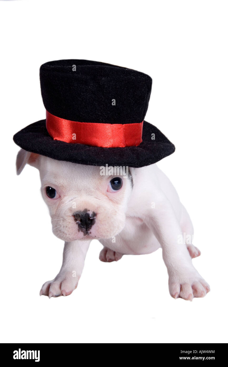 French bulldog puppy with black top hat on isolated on white Stock
