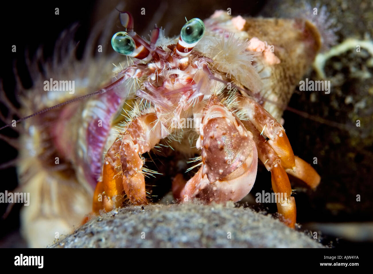 Hermit crab with anemones Dardanus pedunculatus and Calliactis miriam ...