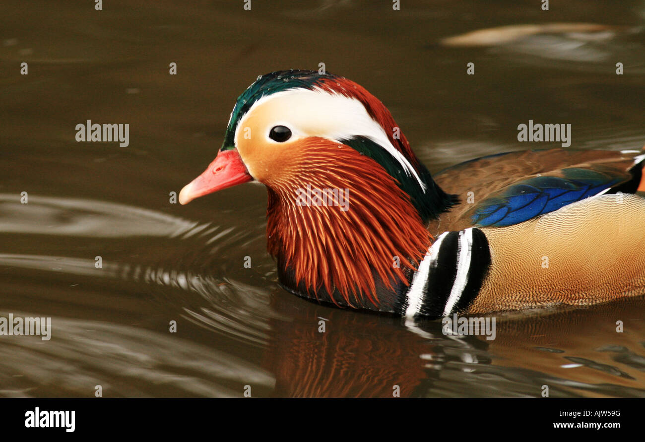 Harlequin Drake Duck ( Aix galericulata Stock Photo - Alamy