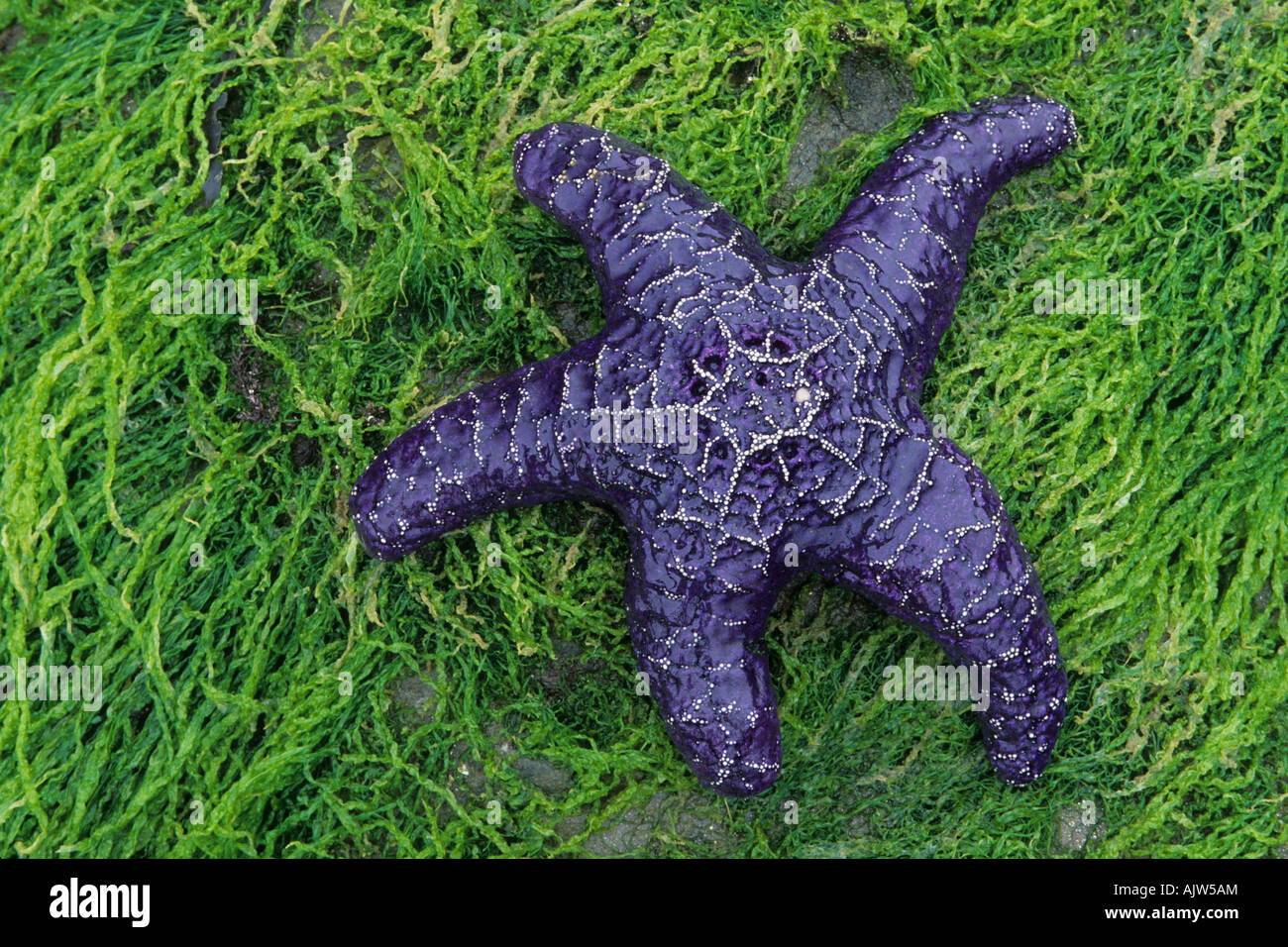Starfish (Pisaster ochraceus Stock Photo Alamy