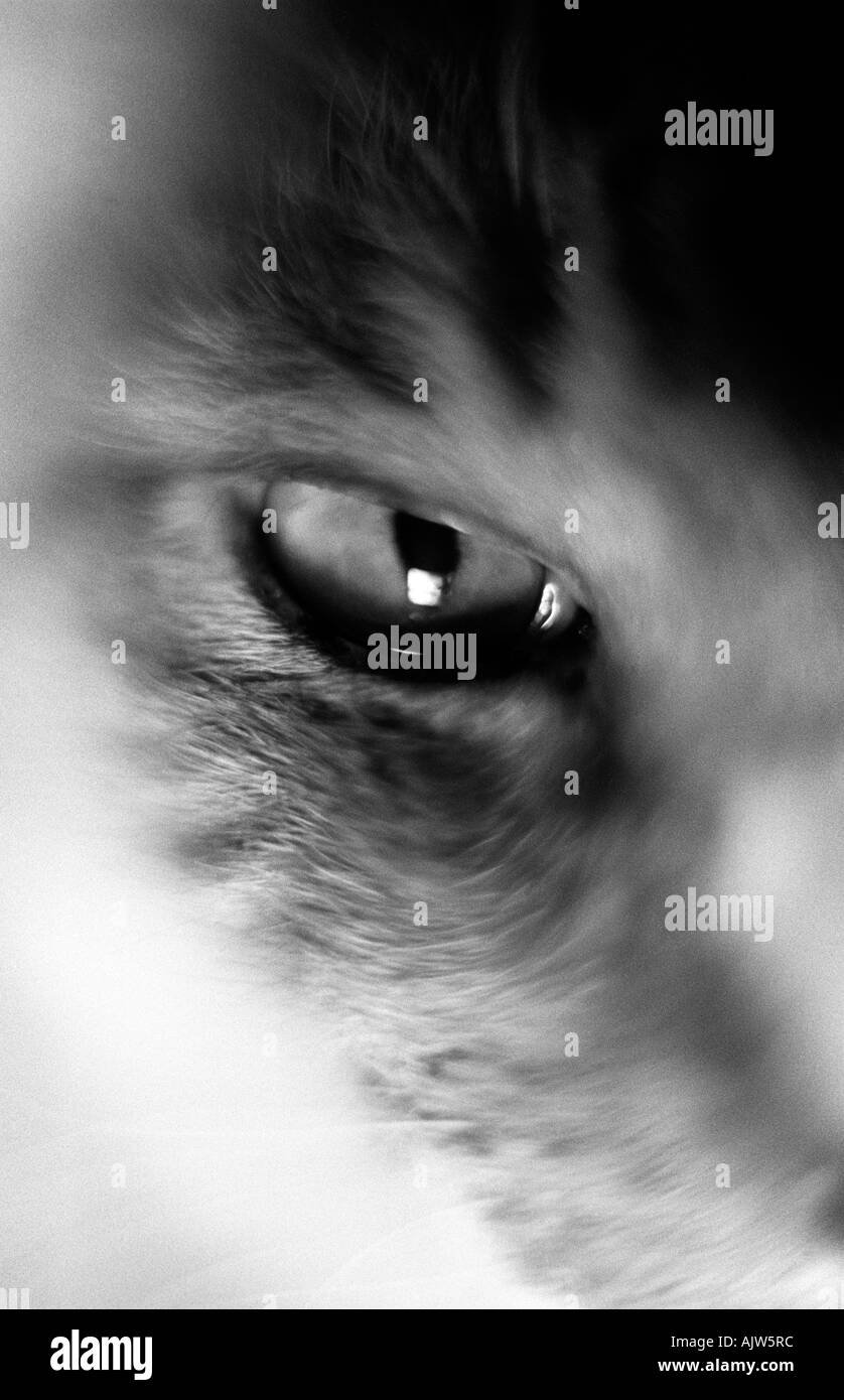 Cat eye up close Stock Photo Alamy