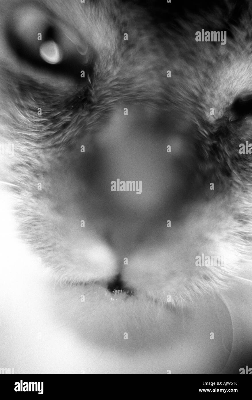 Cat face up close Stock Photo - Alamy