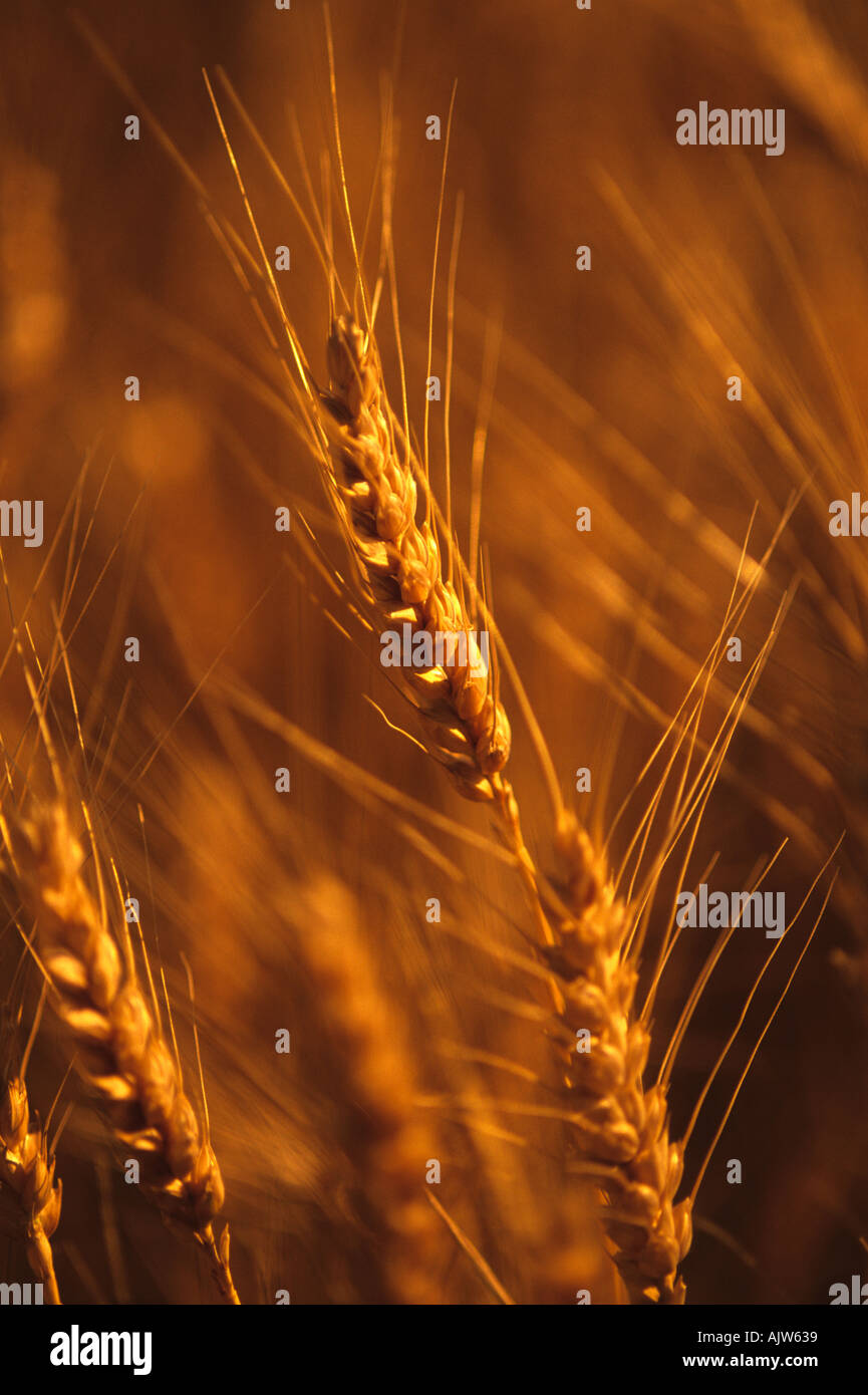 Montana close up of golden winter wheat  Stock Photo